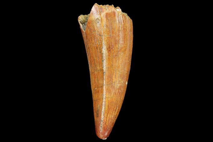 Fossil Crocodile (Elosuchus) Tooth - Morocco #81035